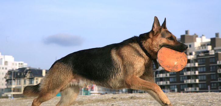 German Shepherd Dog ( Alsatian ) playing on the beach.