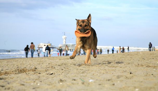 German Shepherd Dog ( Alsatian ) playing on the beach.