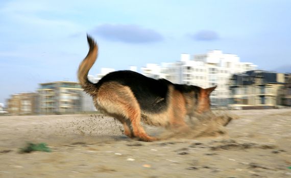 German Shepherd Dog ( Alsatian ) playing on the beach.