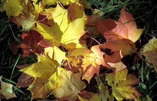 Maple autumn leaves on the grass close-up