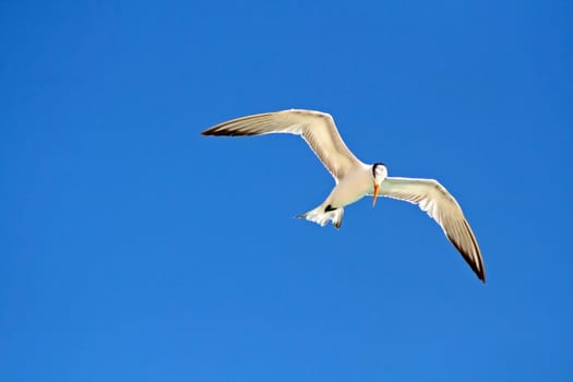 Flying gull high in the air 