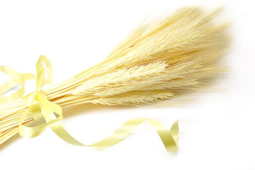 Bunch of ear of wheat tied over white
