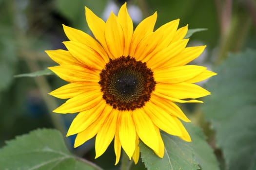 Close view of a colorful sunflower