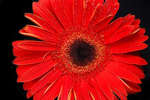 Red gerbera flowers on black background