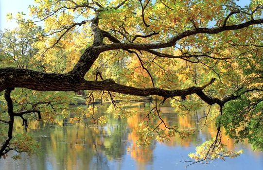 Picturesque tree branch over water with reflections