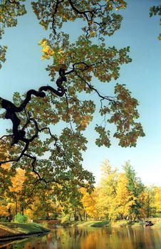 Picturesque view of the autumn pond with tree branch in front