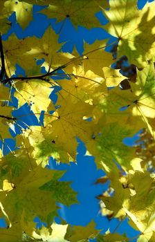 Sun in autumn maple leaves against blue sky