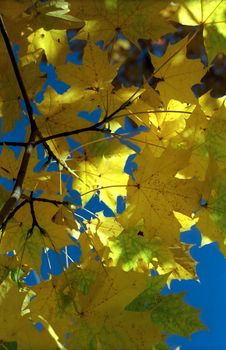 Sun in autumn maple leaves against blue sky