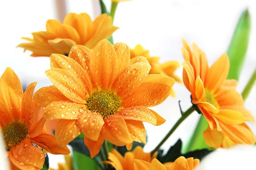 Bunch of orange chrysanthemum with water drop