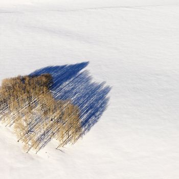 Aerial landscape of lone tree in snow, rural Colorado, United States