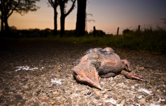 young dead  bird on the pavement