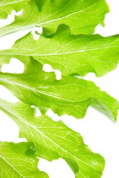 Green salads leaves on a white background.isolated