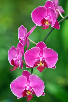 beautiful vivid orchid background