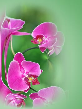 beautiful abstract orchid background