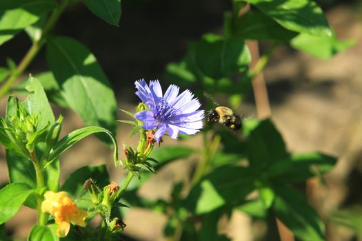 Bumble Bee Feeding On Chickory In Morning Sun