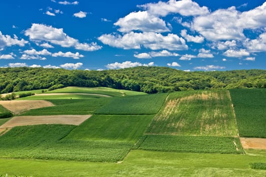 Beautiful green scenery landscape fields in spring time under clue cloudy sky, Croatia