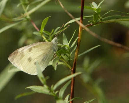 Cabbage White Butterfly - Pieris rapae Resting In Morning Sun
