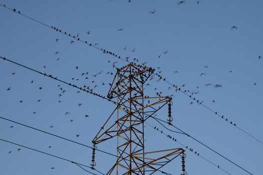 some small birds sitting on high tension wires