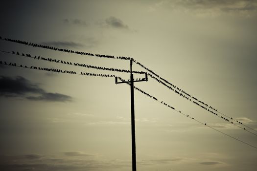 some small birds sitting on high tension wires