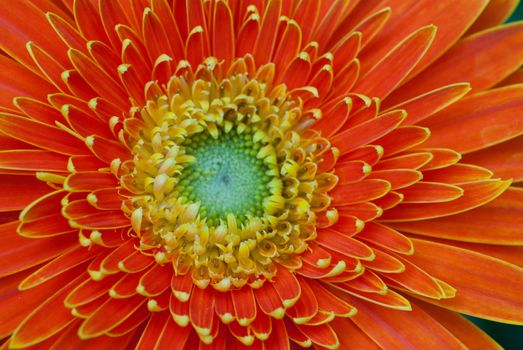 Orange gerbera close-up / macro shot.