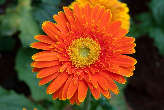 Orange gerbera close-up / macro shot.