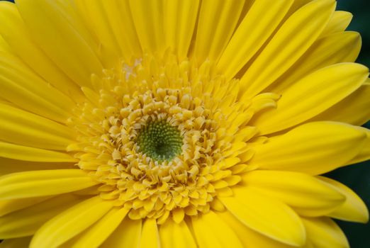 Yellow gerbera close-up / macro shot.