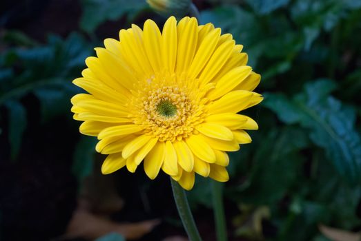 Yellow gerbera close-up / macro shot.