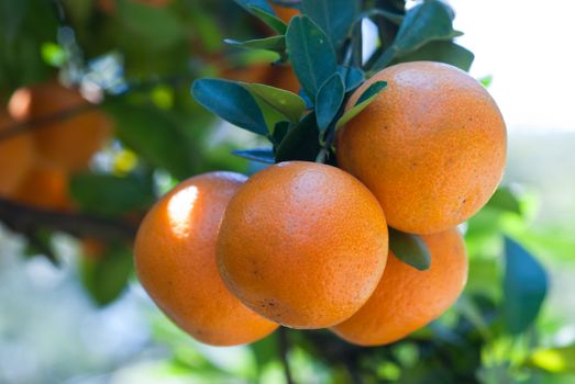 Fresh oranges close-up. A branch with several oranges.