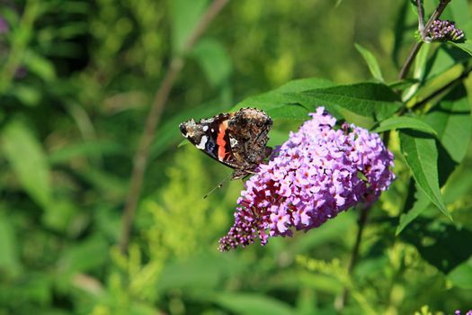 Red Admiral Butterfly Feeding In Sun