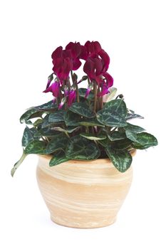 cyclamen flowerpot