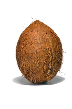 Coconut on a white background. Brown coconut bark detail.