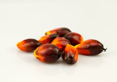 a bunch of oil palm seeds on a reflecting white surface