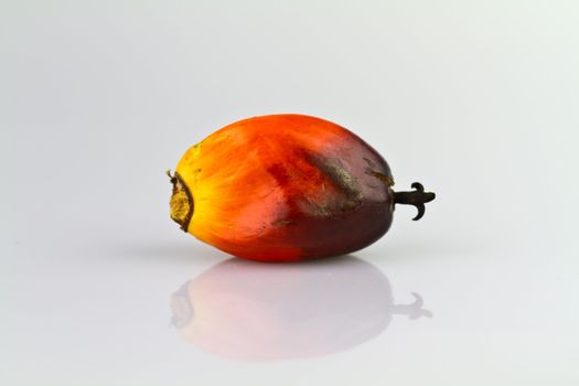 a single oil palm seed on a reflecting white surface