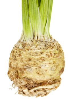 celery root (celeriac) isolated on white