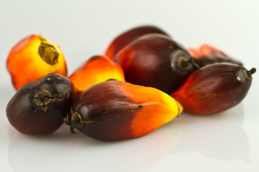 close up of oil palm seeds on a reflecting white surface