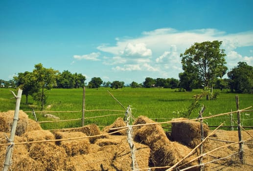 straw and rice field in countryside of thailand