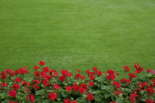 lawn with red geraniums in the foreground
