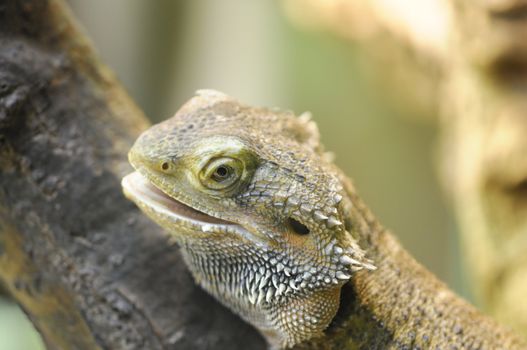 Barbed Agama - Pogona vitticeps, a little reptile living in australia.