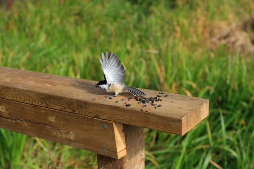 Black-capped Chickadee Perched