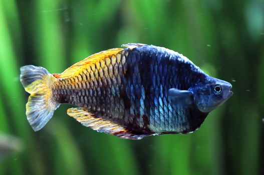 Rainbowfish - Melanotaeniidae swimming in aquarium.