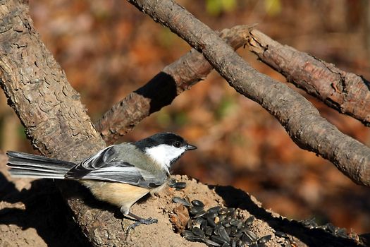Black-capped Chickadee Perched
