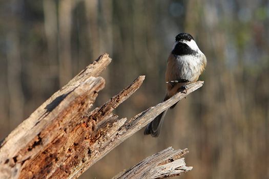 Black-capped Chickadee Perched