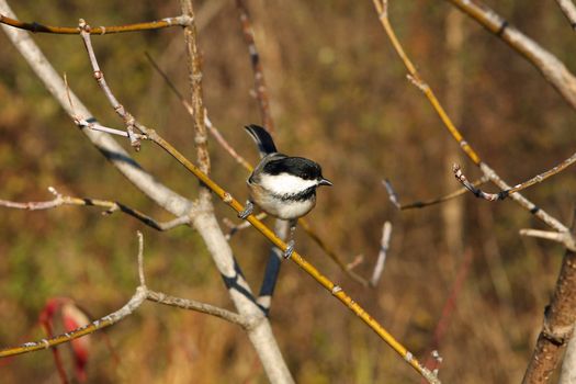 Black-capped Chickadee Perched