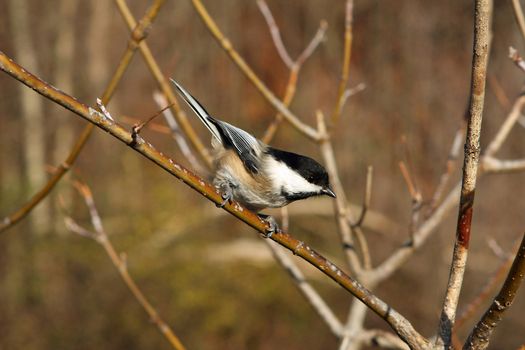 Black-capped Chickadee Perched