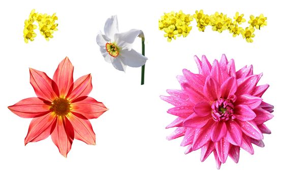 flowerses on white background