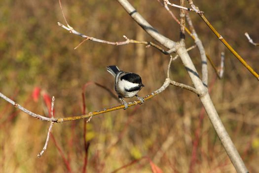 Black-capped Chickadee Perched