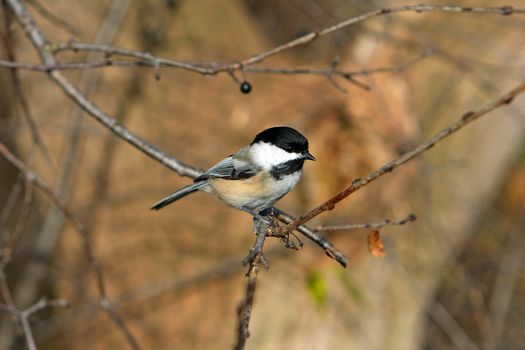 Black-capped Chickadee Perched