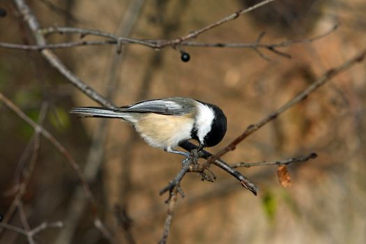 Black-capped Chickadee Perched