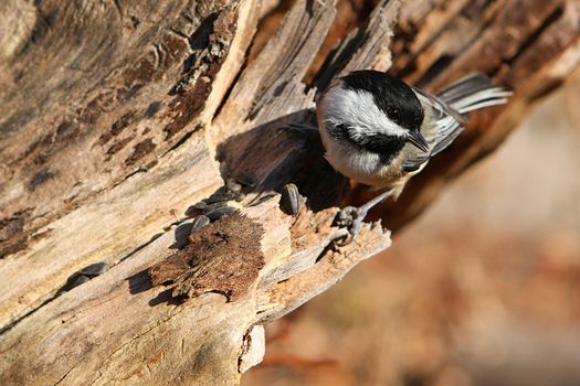 Black-capped Chickadee Perched