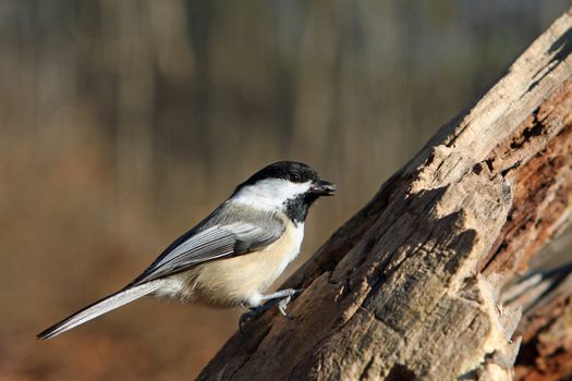 Black-capped Chickadee Perched